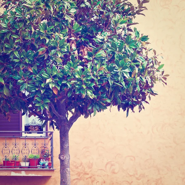 Drzewo ozdobne w Włochy — Zdjęcie stockowe