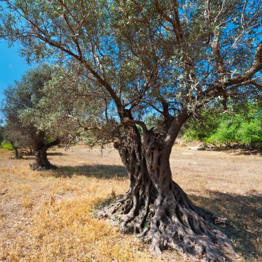 Zeytin Treein İsrail