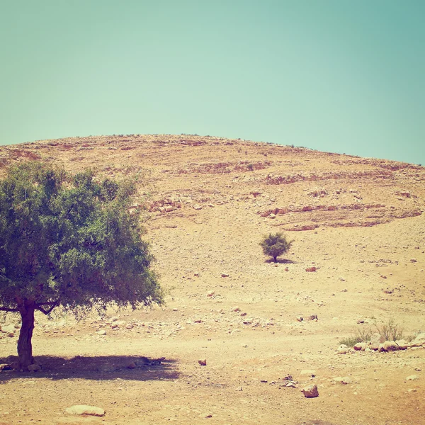 Piedras y árboles — Foto de Stock