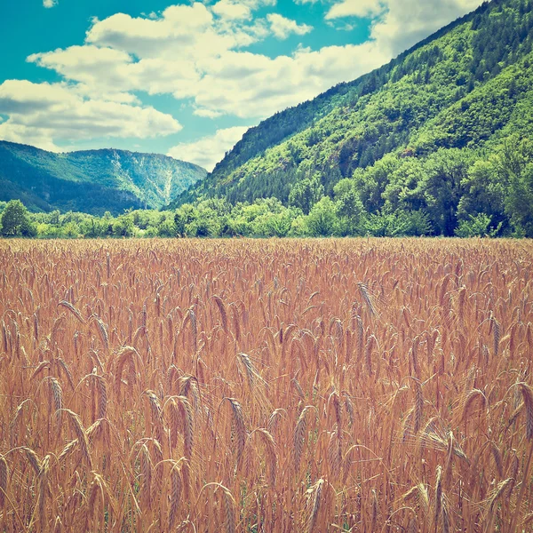 Wheat Field in Alps — Stock Photo, Image