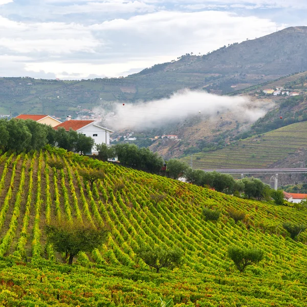 Vineyards in Portugal — Stock Photo, Image