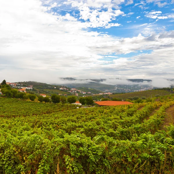 Heuvels van portugal — Stockfoto