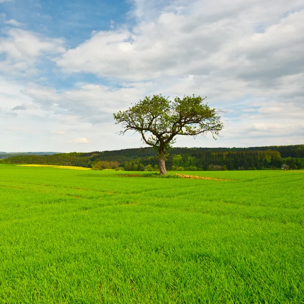 Baum in Deutschland — Stockfoto