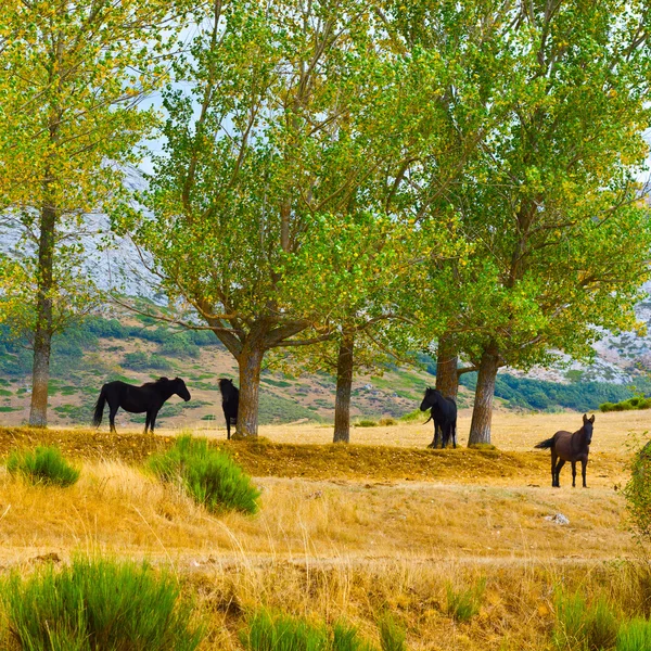 Caballos en España — Foto de Stock