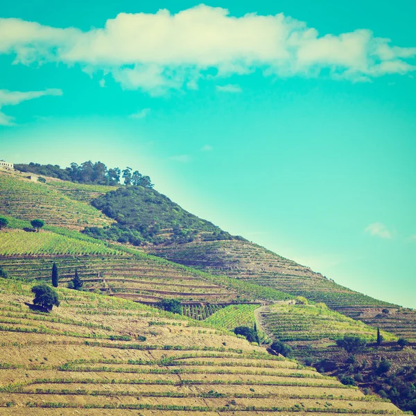 Vignobles au Portugal — Photo