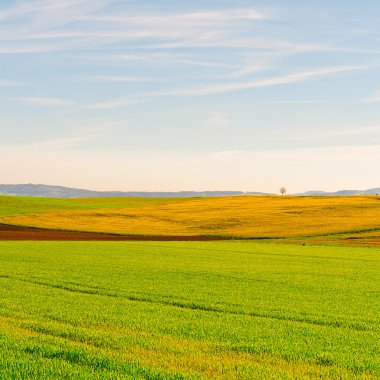İsviçre'deki yeşil çayırlar