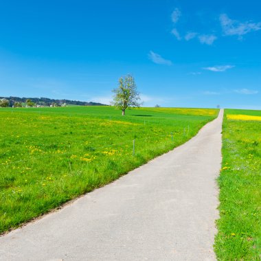 İsviçre Alpleri'nde çayıra