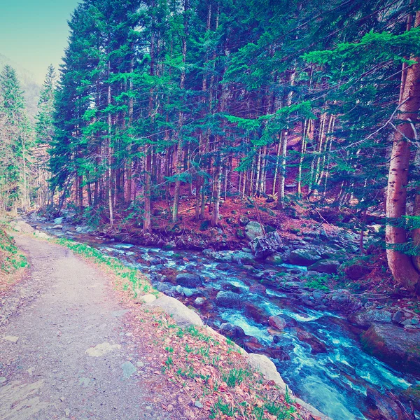 Forest Road in de Italiaanse Alpen — Stockfoto