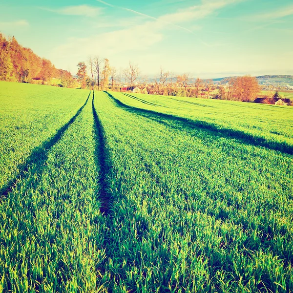 Green Grass in Swiss Alps — Stock Photo, Image