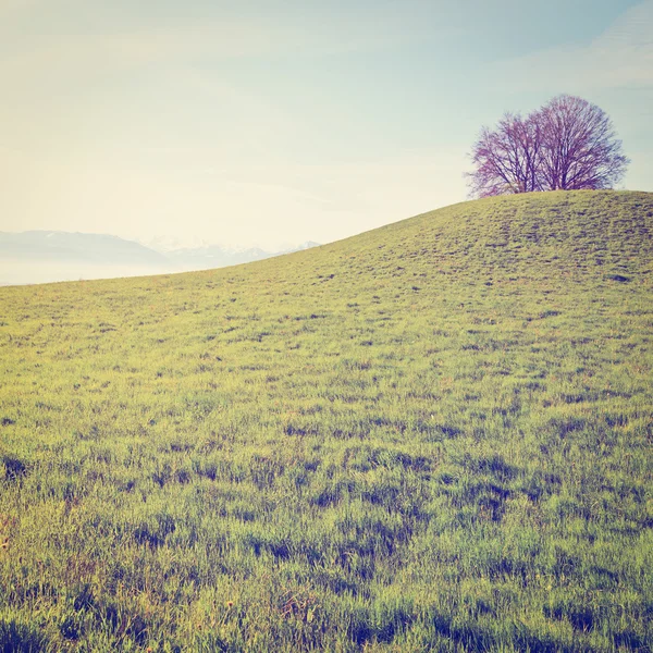 Meadow in Switzerland — Stock Photo, Image