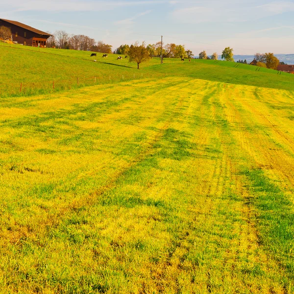 スイス連邦共和国での牧草地します。 — ストック写真