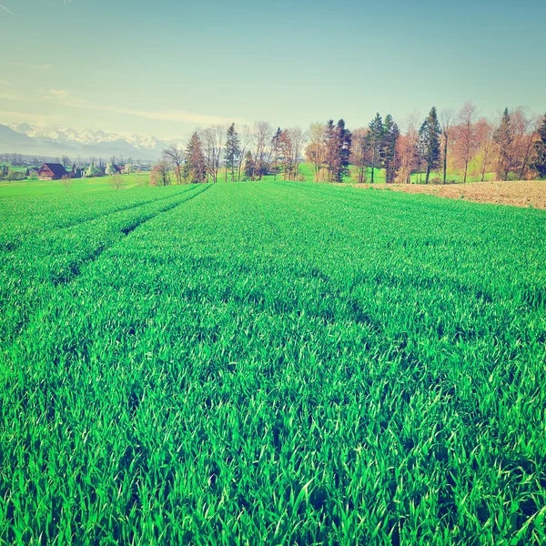 スイス連邦共和国での牧草地します。 — ストック写真