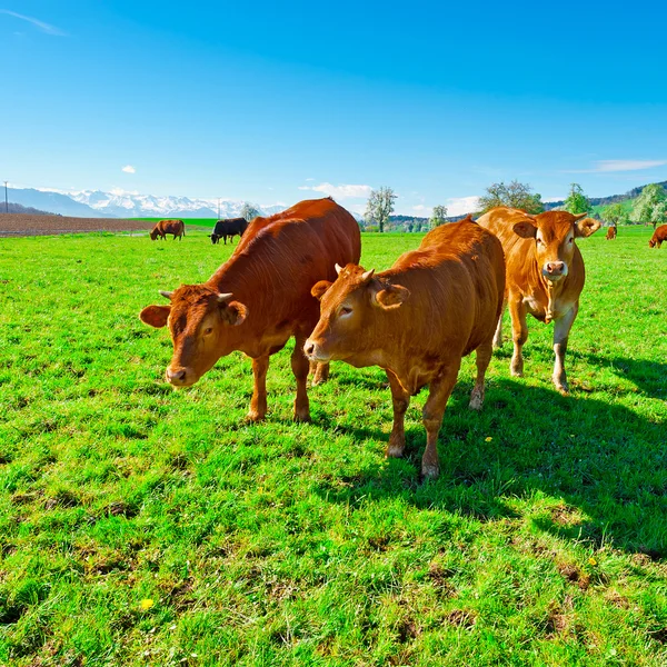 Vacas en Suiza — Foto de Stock