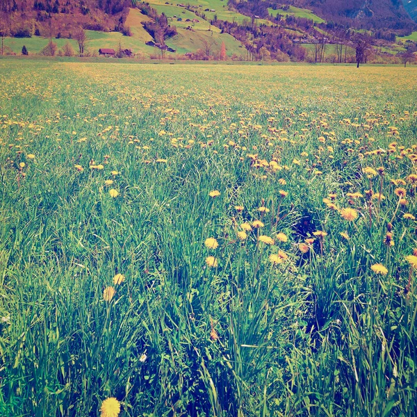 Bloemen in de Zwitserse Alpen — Stockfoto