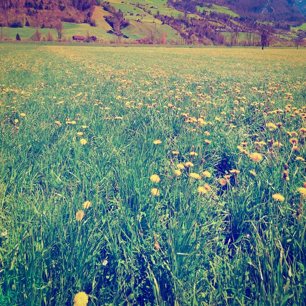 Fiori in Alpi svizzere — Foto Stock