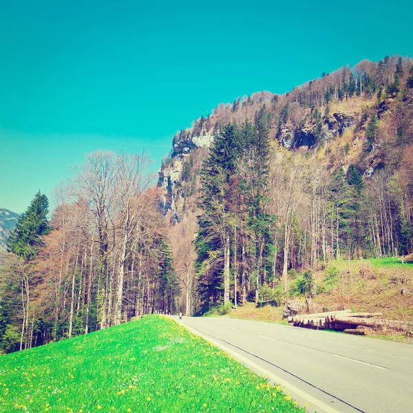 Baumstämme in den Alpen — Stockfoto