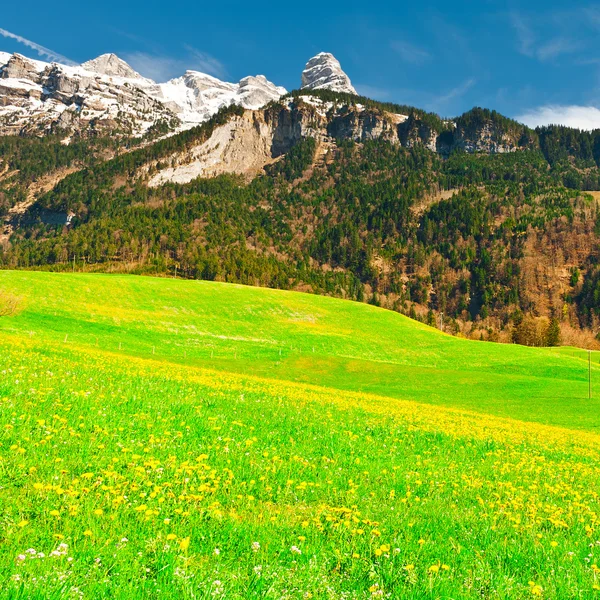 Alpské pastviny ve Švýcarsku — Stock fotografie