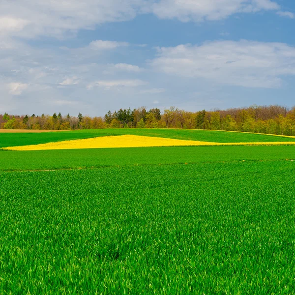 Grüne Alm — Stockfoto