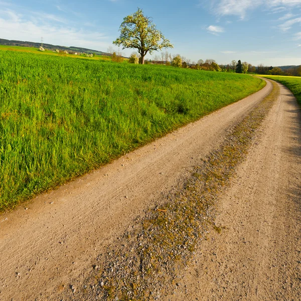 Toprak yol yeşil ve sarı alanlar arasında — Stok fotoğraf