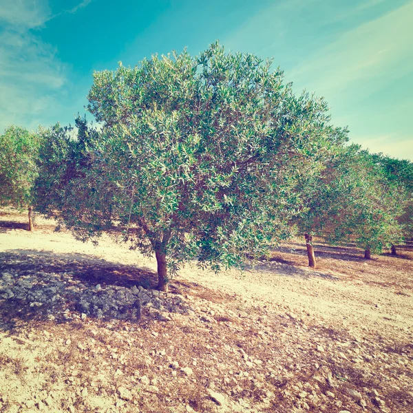 Cantabria Dağları'nda Olive grove — Stok fotoğraf