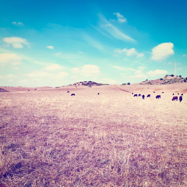 Cows Grazing on Dried Pasture — Stock Photo, Image