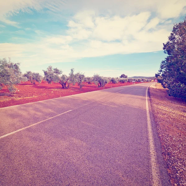 Asfalt yol boyunca Olive Grove — Stok fotoğraf