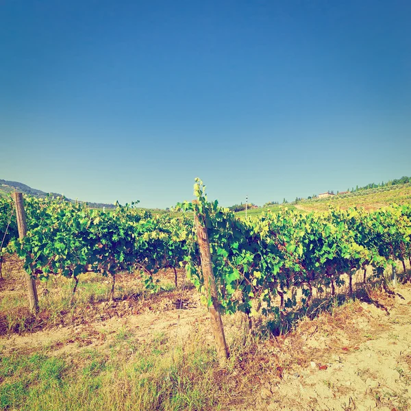 Collina di Toscana Con Vigneto — Foto Stock