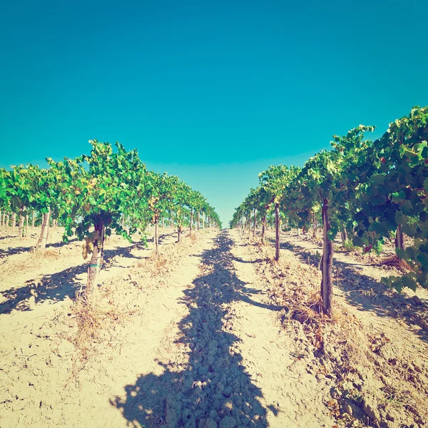 Wzgórza Toskanii z winnicy — Zdjęcie stockowe