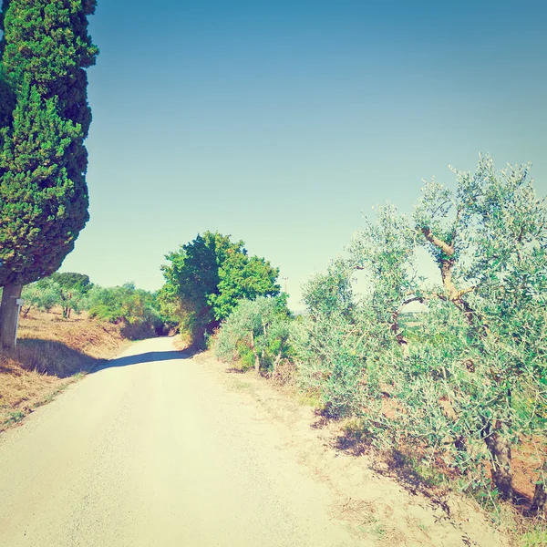 Olive Groves in Toscane — Stockfoto