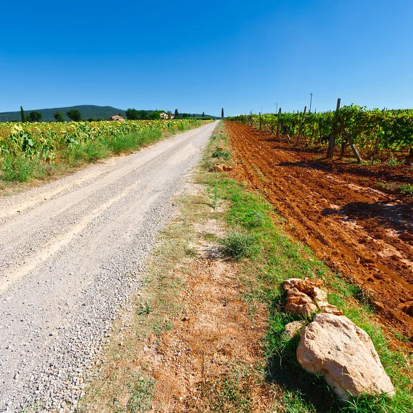 Viñedo en la Región del Chianti — Foto de Stock