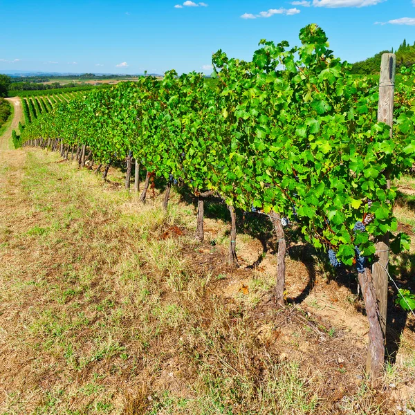 Viñedo en la Región del Chianti — Foto de Stock