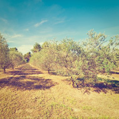 Zeytin Groves Fransa, yatay