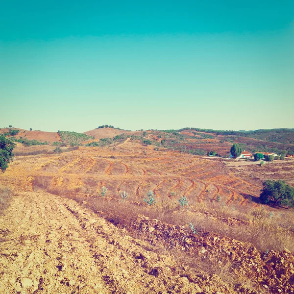 Terrasses fleuries pour planter des vignes — Photo