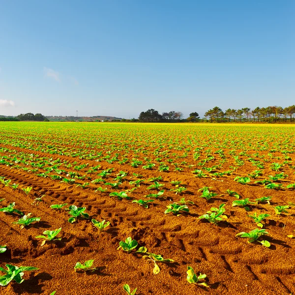 Green Seedling in Portugal — Stock Photo, Image