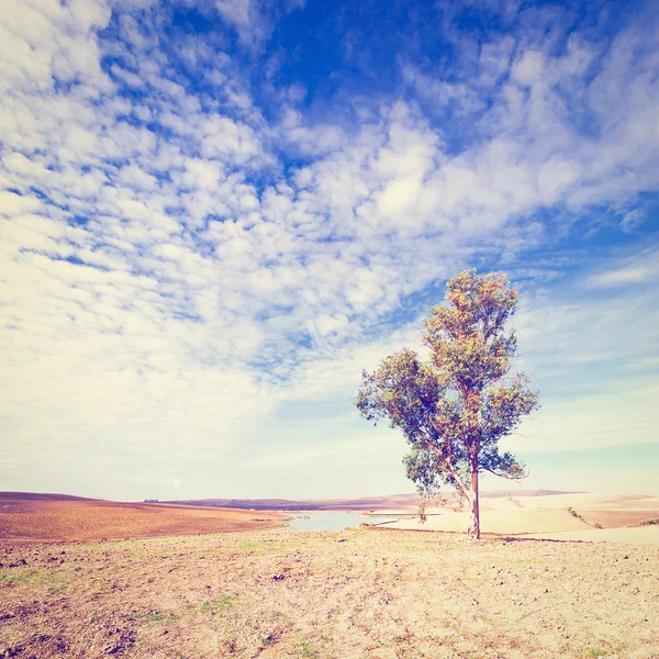 Landscape with Pond — Stock Photo, Image