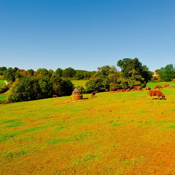 Vacas pastando en prados alpinos — Foto de Stock