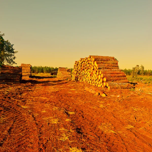 Registro na floresta — Fotografia de Stock