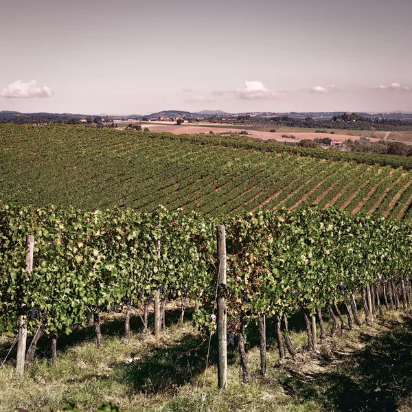 Vignoble dans le Chianti — Photo