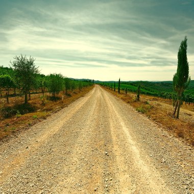 gün batımında bağ