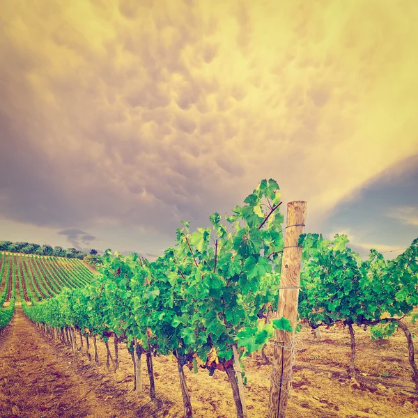 Vigneto nel Chianti — Foto Stock