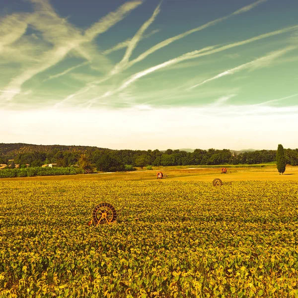 Irrigazione irrigatore per girasole — Foto Stock