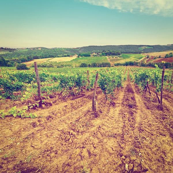 Vineyard in the Chianti — Stock Photo, Image