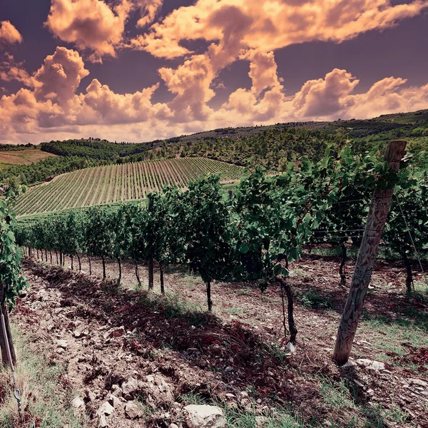 Chianti bağ — Stok fotoğraf