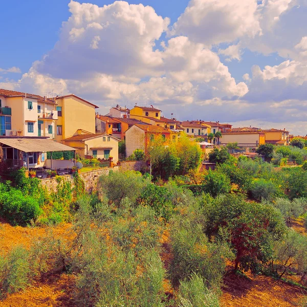 Olivenhain vor dem Hintergrund der italienischen Stadt — Stockfoto