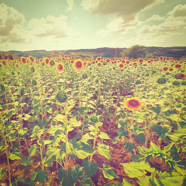 Colinas de Toscana — Foto de Stock