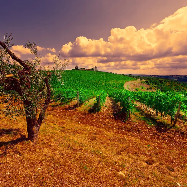 Colina da Toscana — Fotografia de Stock