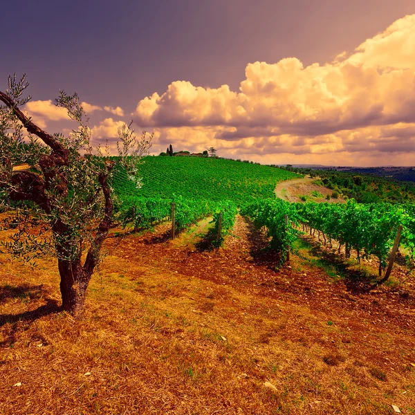 Collina di Toscana — Foto Stock