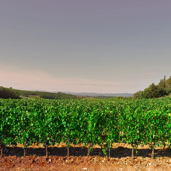 Vigneto nel Chianti — Foto Stock