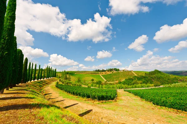 Vineyards and Cypress Alley — Stock Photo, Image