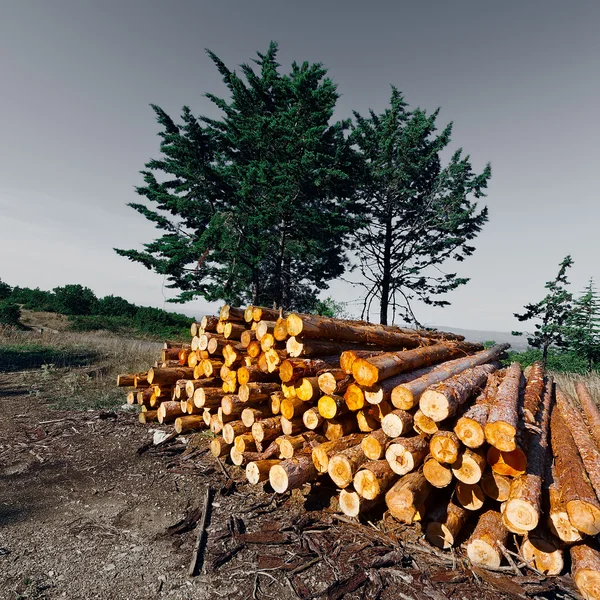 Registro na floresta — Fotografia de Stock